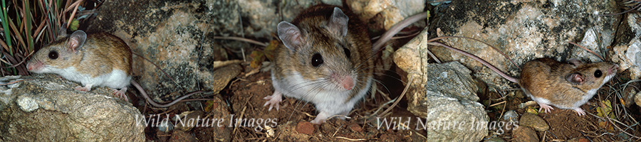 Peromyscus-leucopus-tornillo